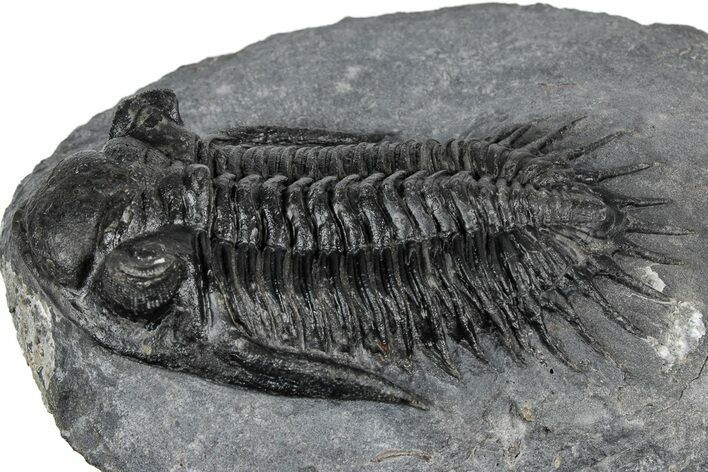 Kayserops megaspina Trilobite - Bou Lachrhal, Morocco #352616